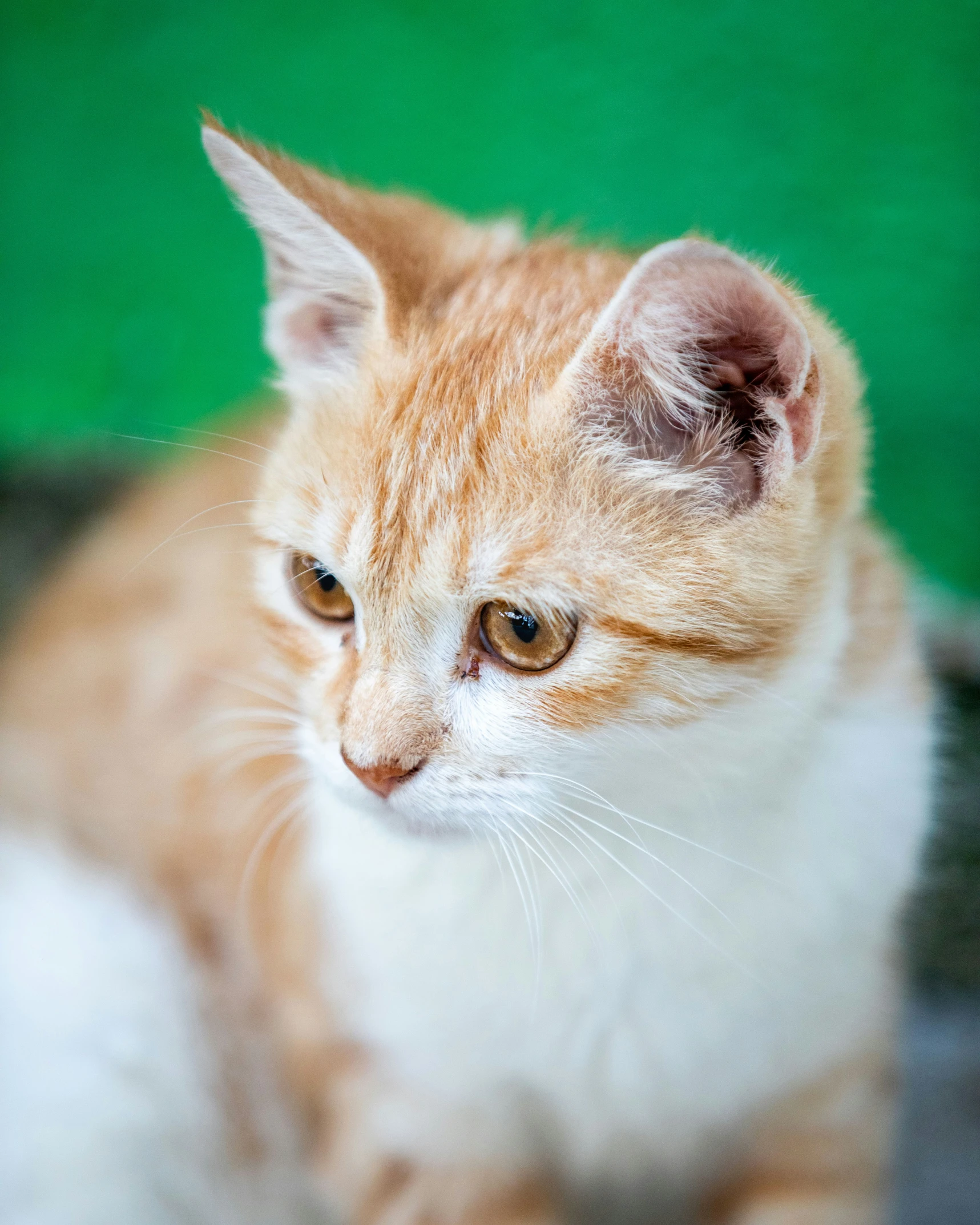 an orange and white cat is sitting on the floor