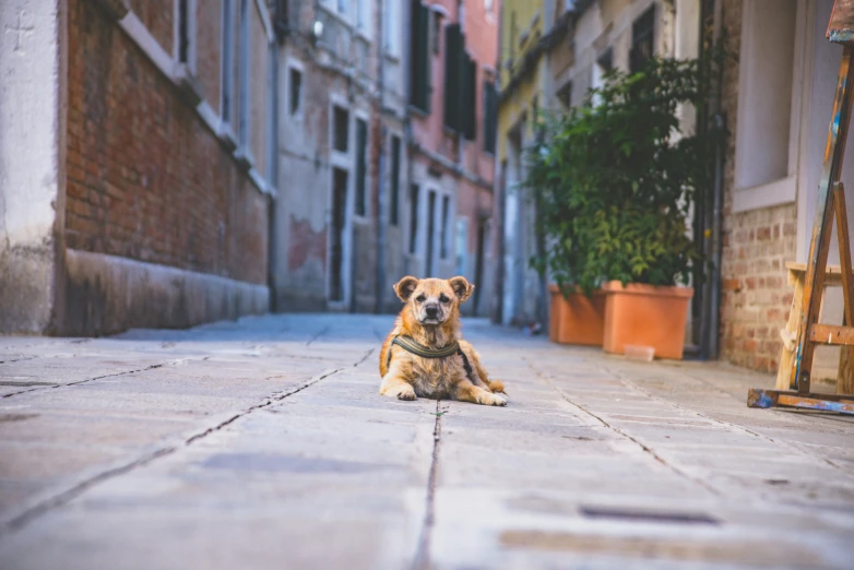 a dog sitting down on a sidewalk by an apartment building