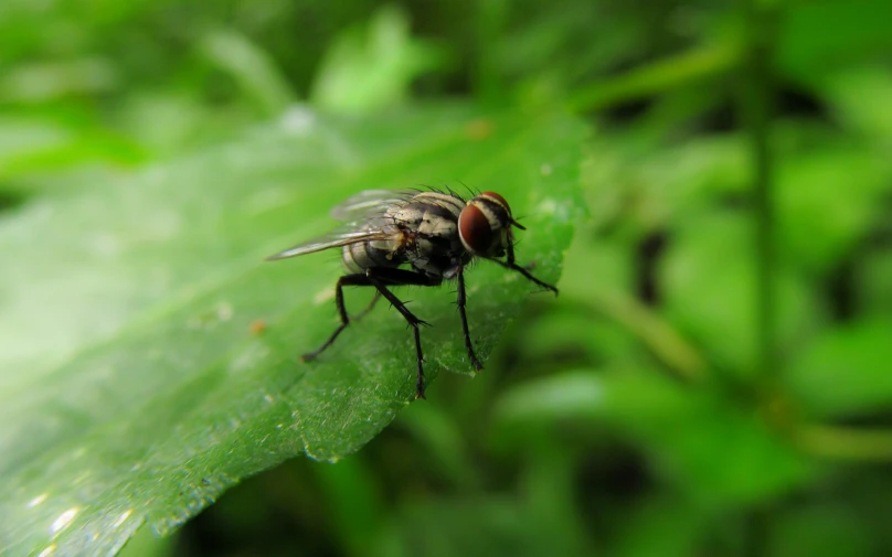 a close up of a mosquito on green leaf