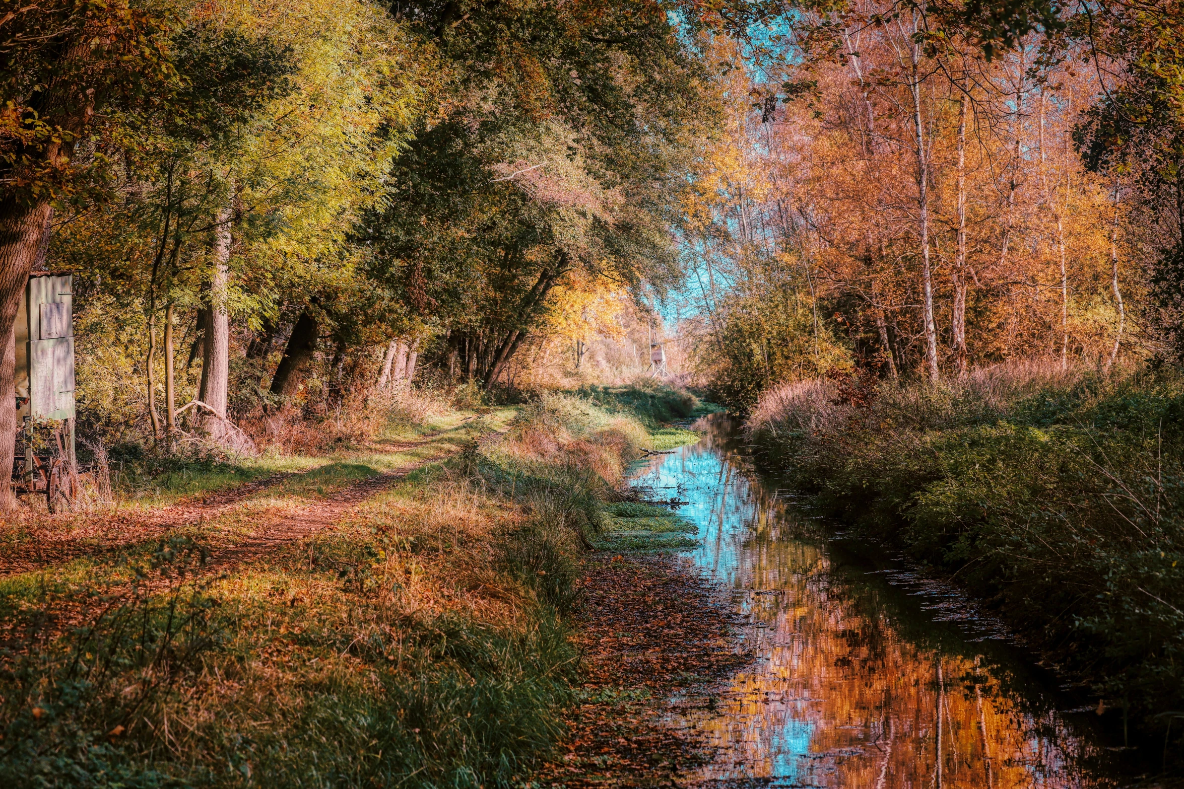 a creek near a lush green forest filled with trees