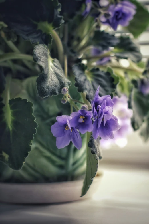 purple flowers growing inside of a potted plant