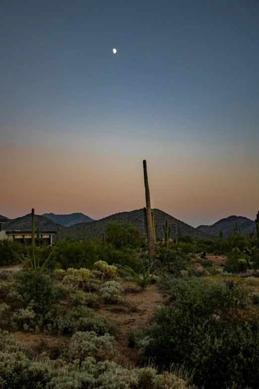 a tall cactus standing next to a forest