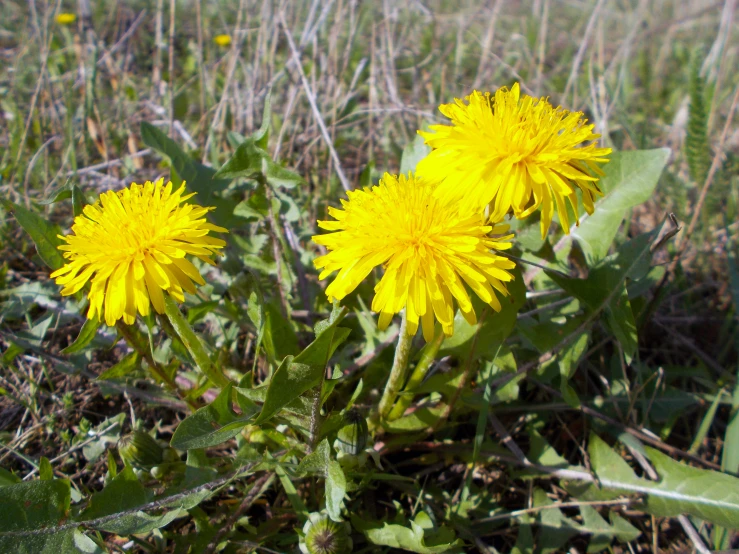 a field full of green grass and two large yellow flowers