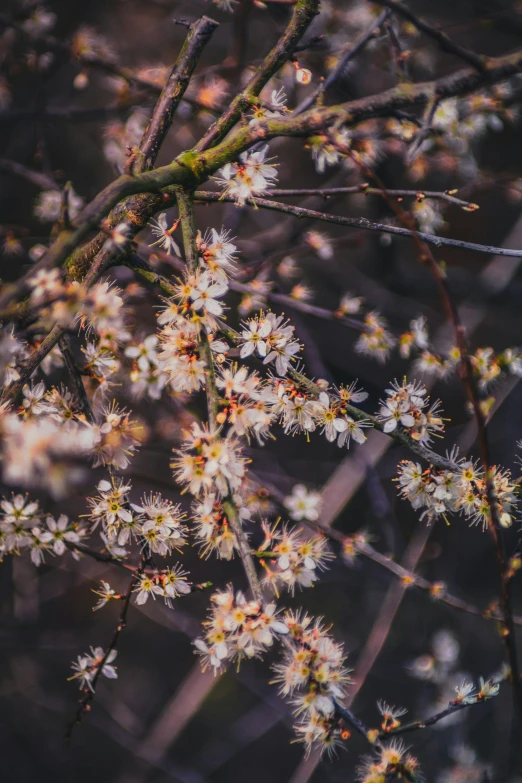 some flowers with brown stems on a tree