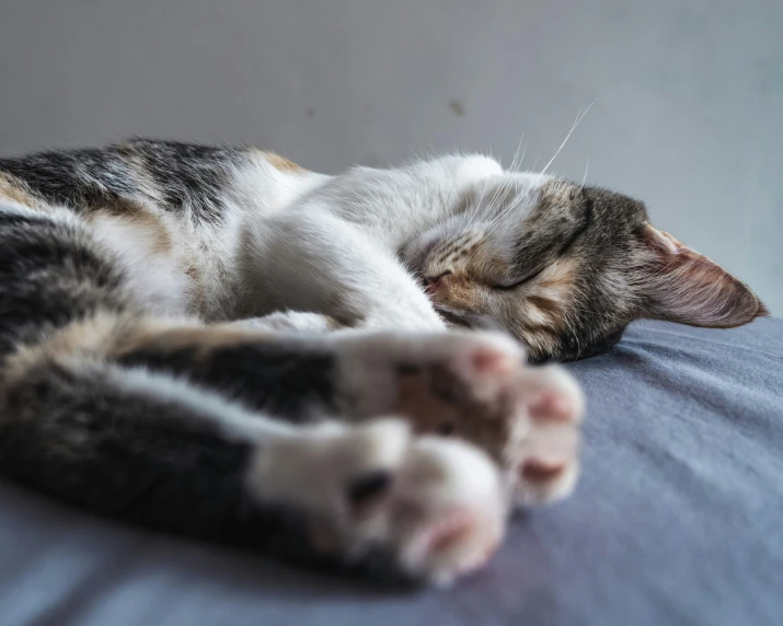 a cat sleeps on a sofa next to a window