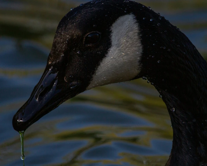 a bird with its mouth open, looks at the water