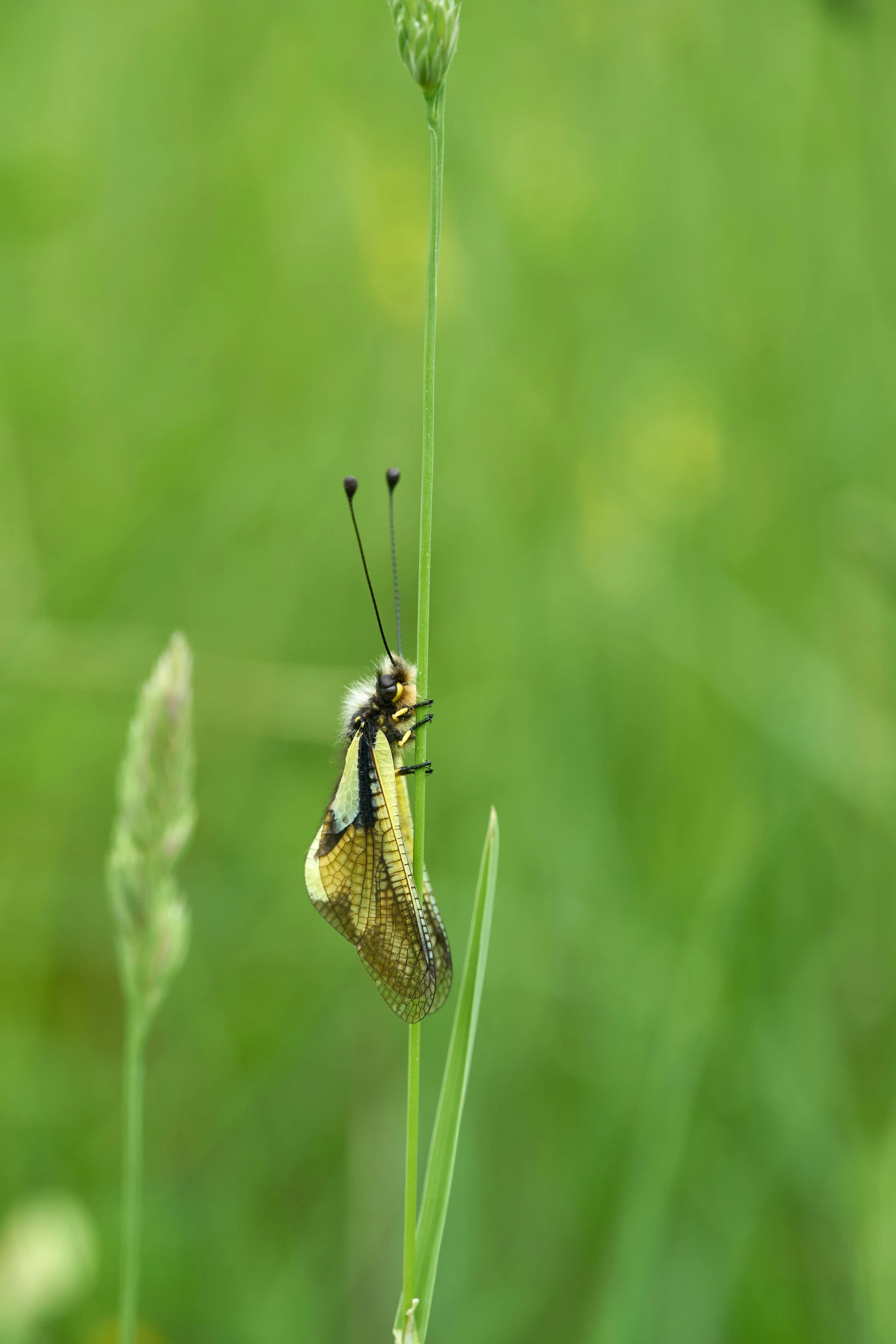 two bugs hanging upside down on a leafy green plant