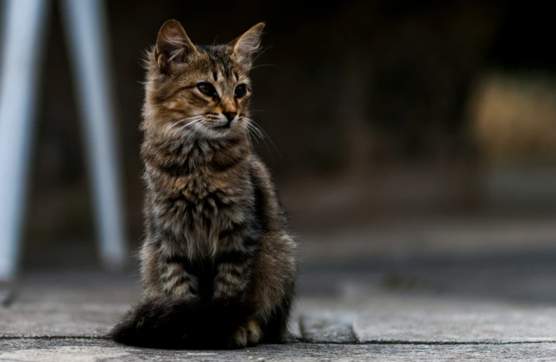 a small brown kitten sitting on the ground looking down