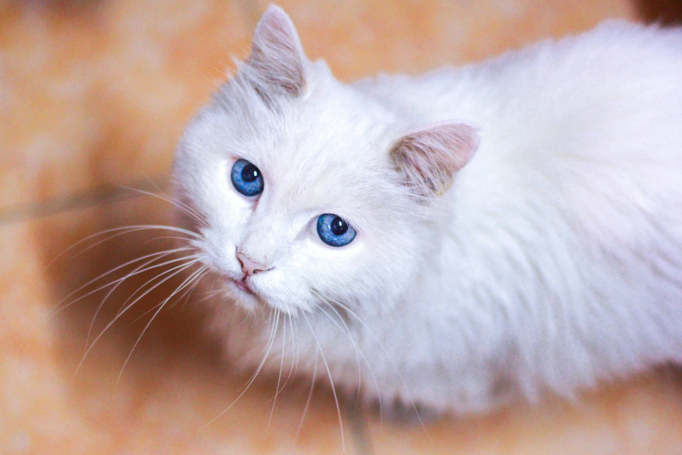 a white cat with blue eyes and whiskers