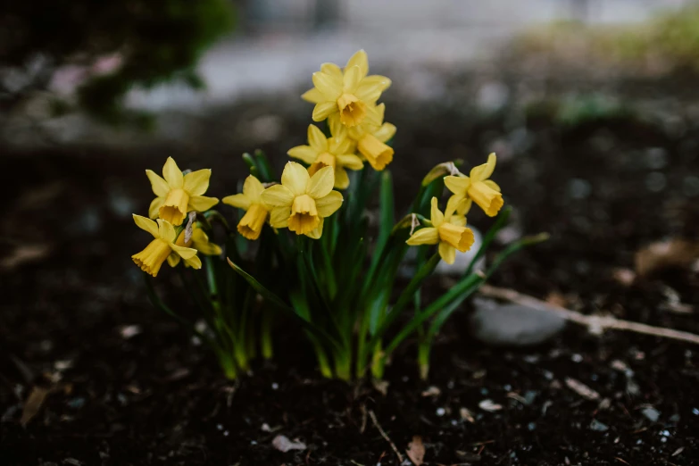 a group of yellow flowers sit in dirt