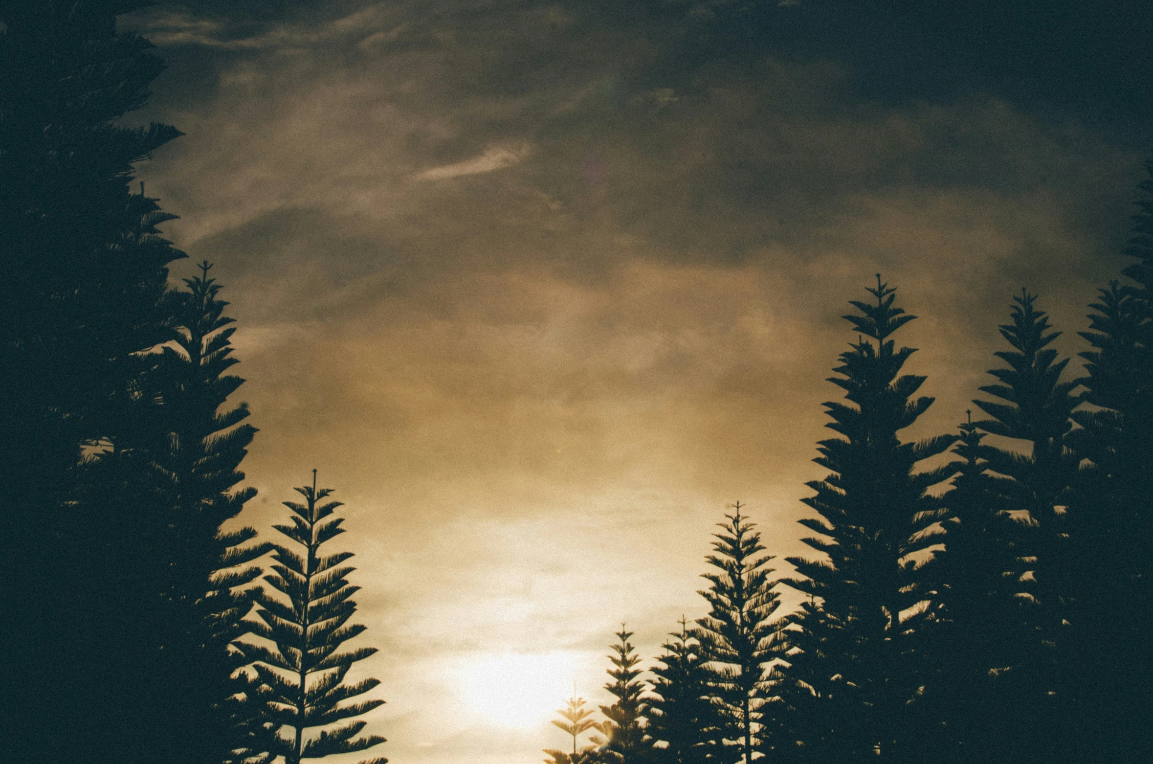 dark and stormy sky over some tall trees