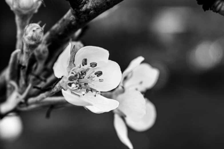 an almond flower is blooming from it's root