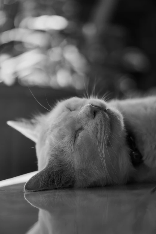 black and white pograph of a kitten sleeping on a table