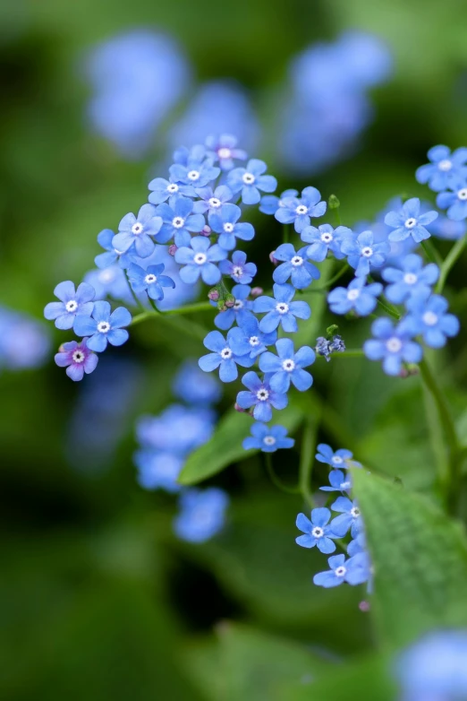 blue flowers growing out of the ground