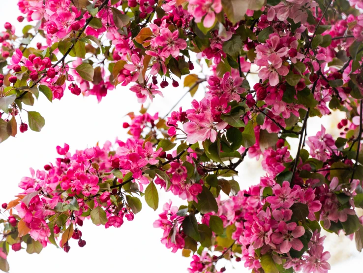 closeup of pink flowers on tree nch