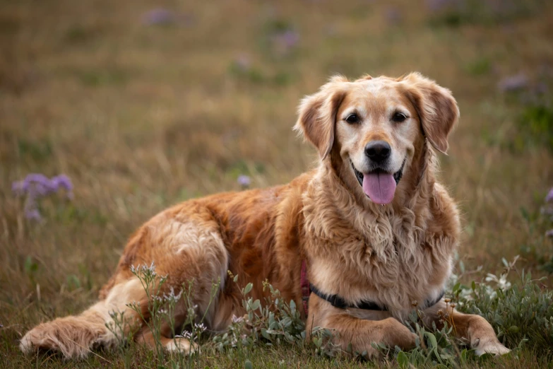 a large golden dog laying in the middle of a grassy field