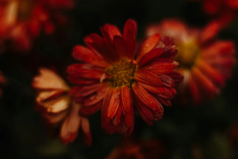 this po shows several red flowers blooming