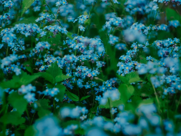 a cluster of blue flowers are growing in the wild