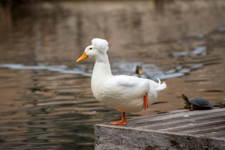 a white duck standing on top of a pier