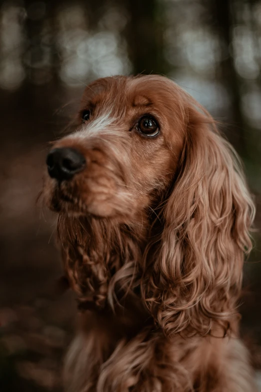 a close up of a dog with trees in the background