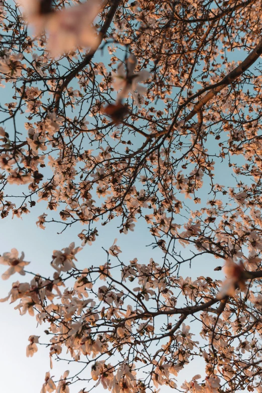 closeup of flowers on a tree with clear blue sky