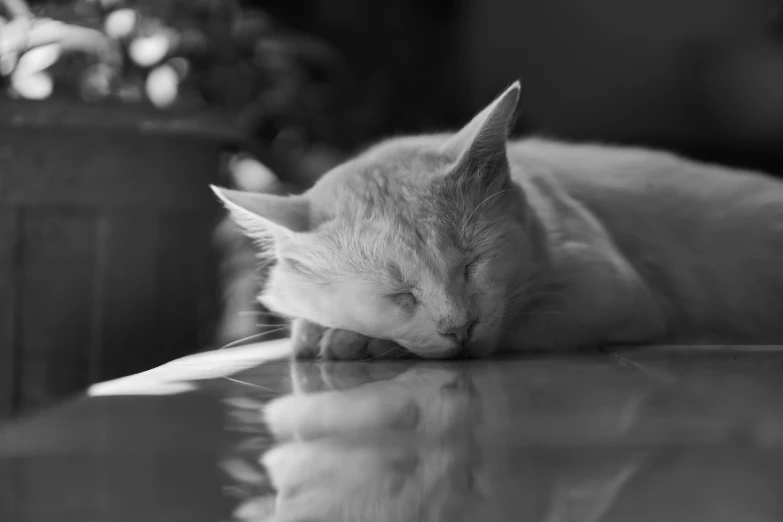 a white cat laying on a shiny counter top