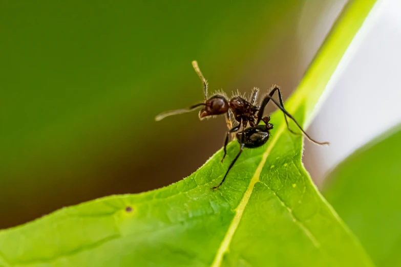 a ant ant walking on a green leaf
