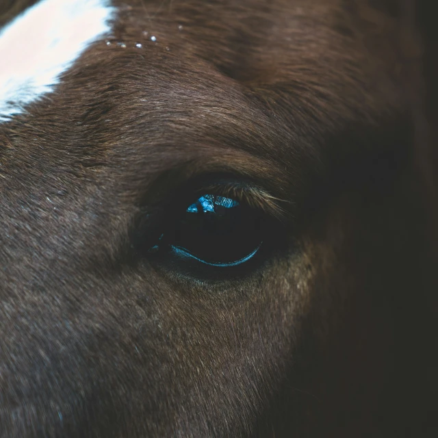 a black cow with white spots is staring