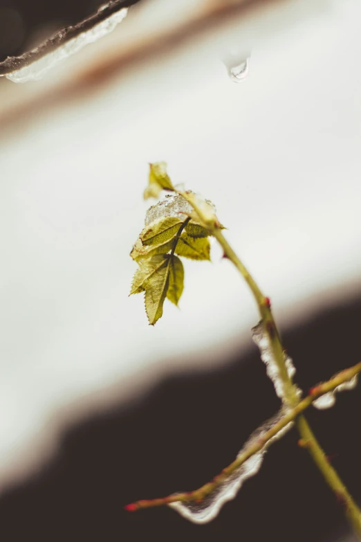 this is an image of a dead flower in water droplets