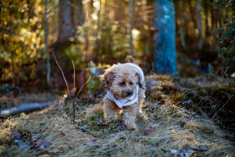 a dog that is standing in the grass