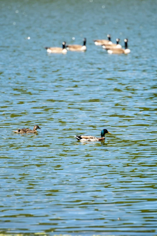 a group of ducks are swimming in the lake