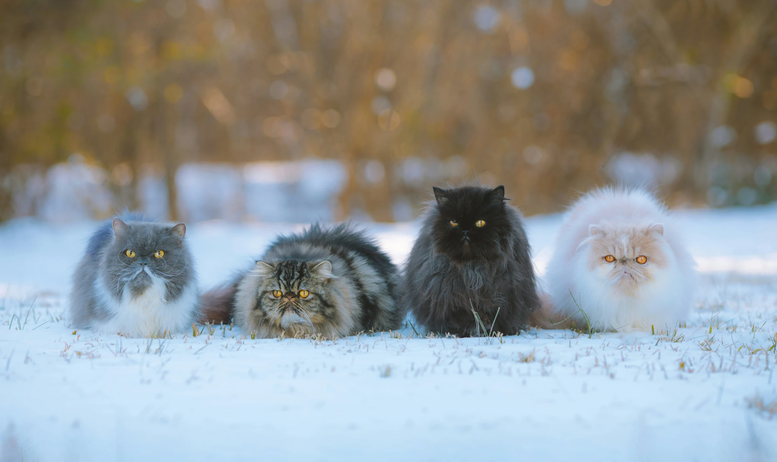 group of cats, all black and white, on a snowy field