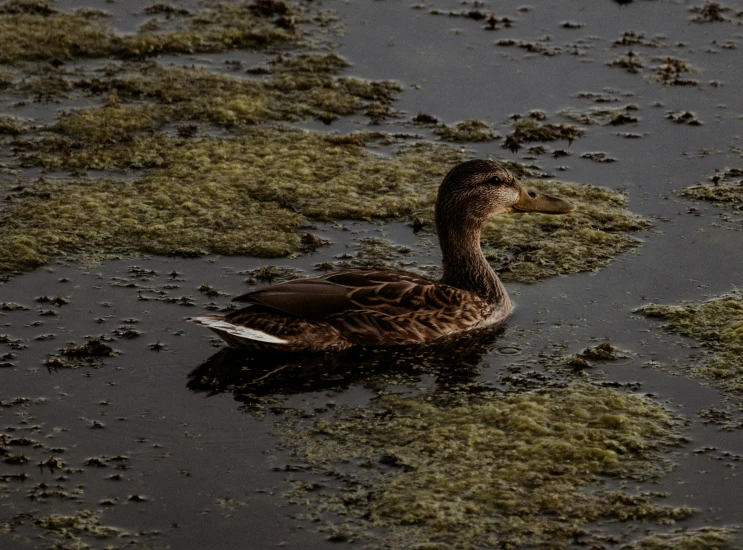 a duck sitting on the wet ground with plants