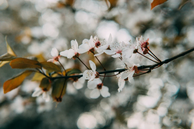 flower with white flowers hanging from a tree