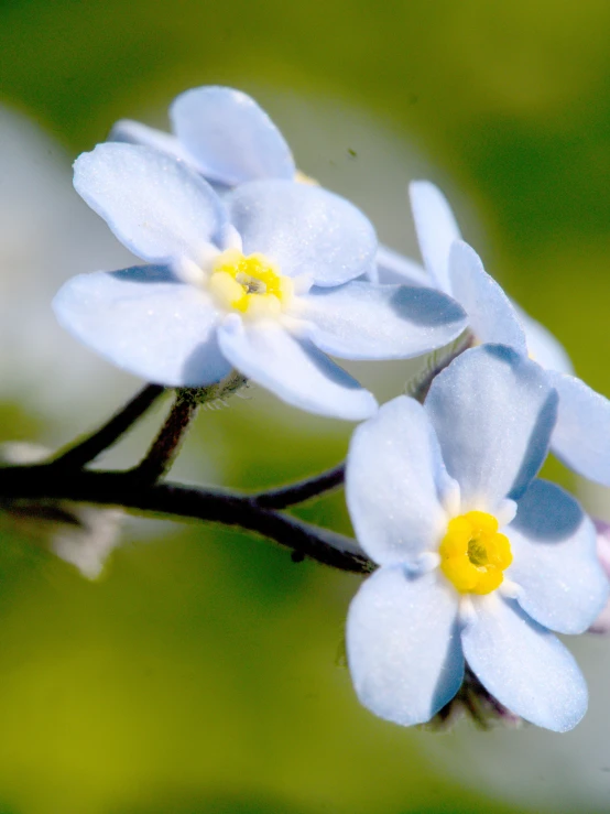 a close up image of a blue flower with yellow center
