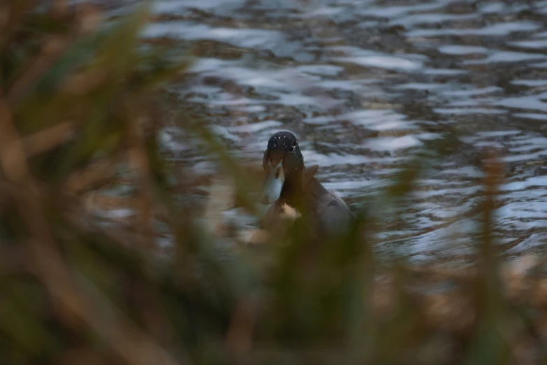 a bird that is swimming in some water