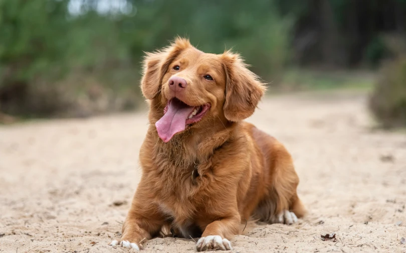 a close up of a dog laying down on a dirt ground