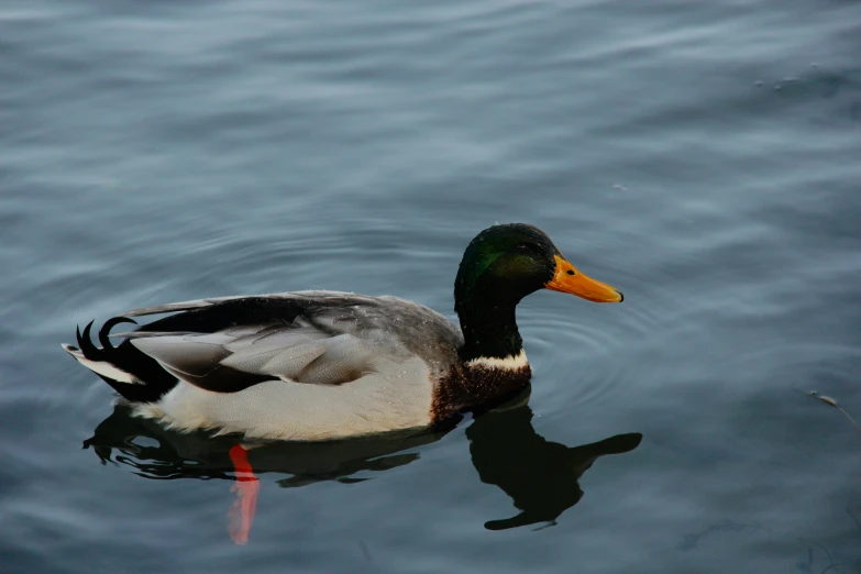 the duck is swimming on top of the body of water