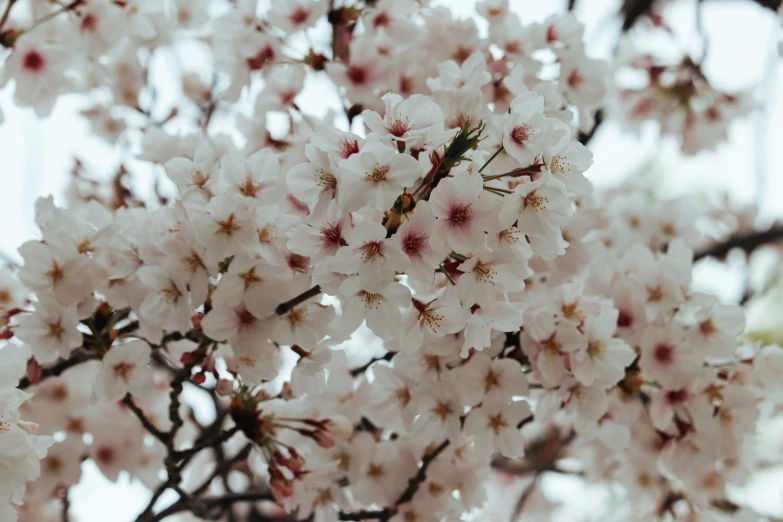 blossoming cherry blossoms are starting to turn purple