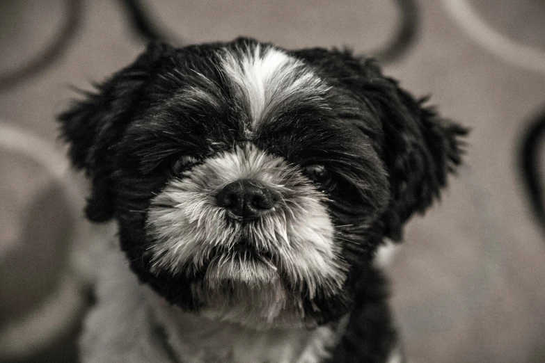 a dog looking up at the camera with his head tilted forward