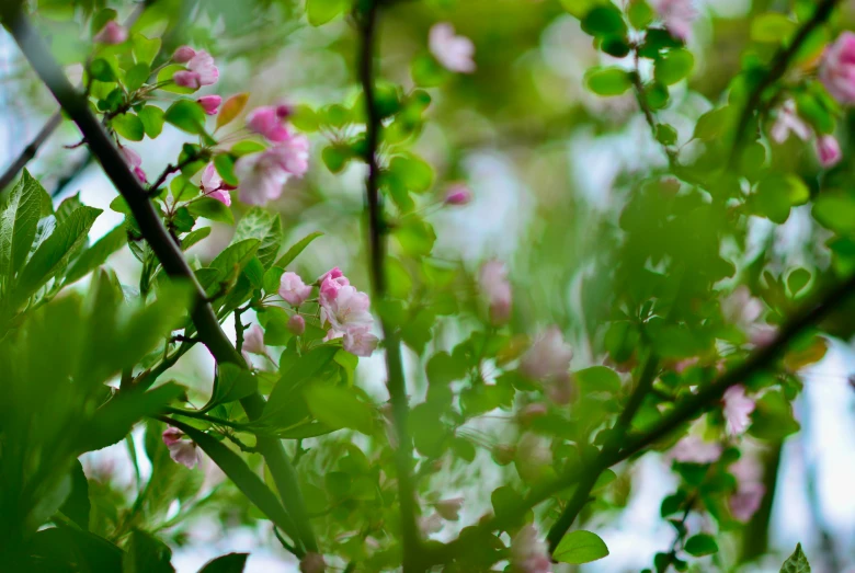 a bunch of pink flowers in some bush