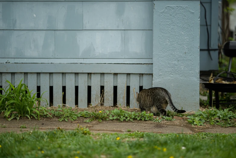 the cat is trying to sniff the grass outside