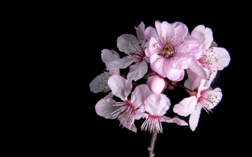 several pink flowers on a black background