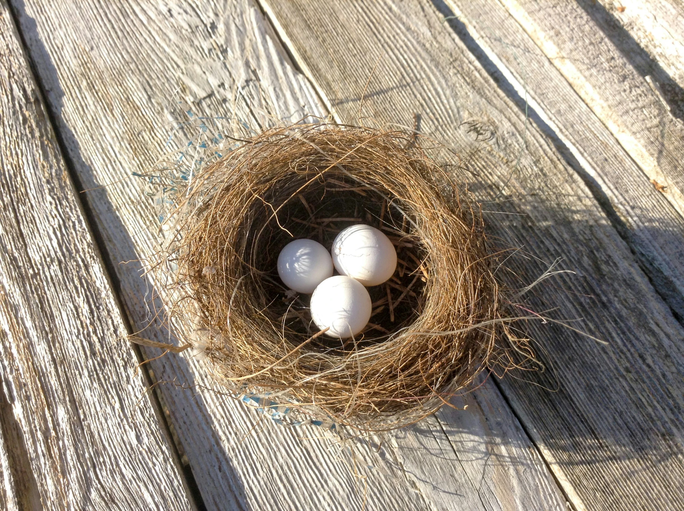 three eggs sitting in a bird's nest on top of wood