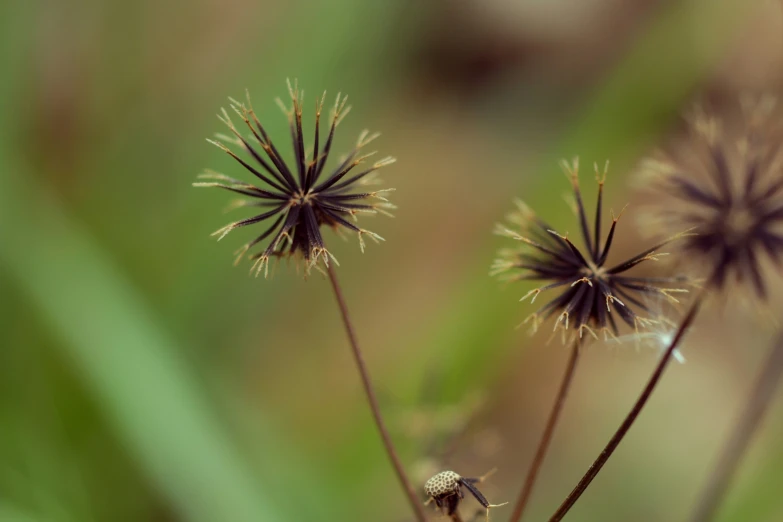 these weeds are very attractive and in the wild