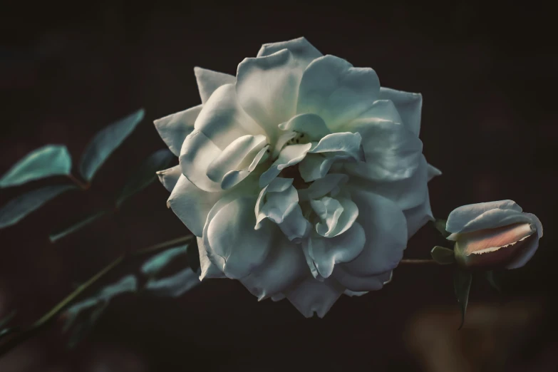 a flower with water drops is standing alone