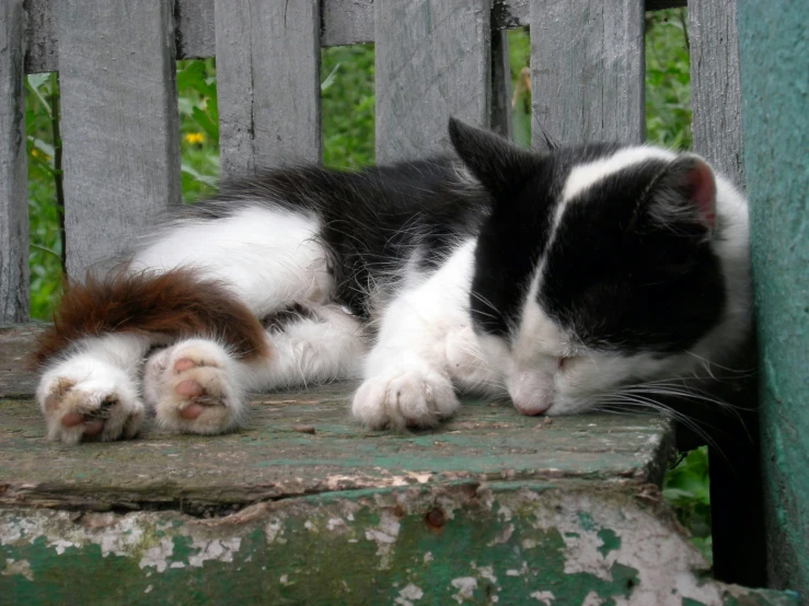 a black and white cat laying on a wooden bench