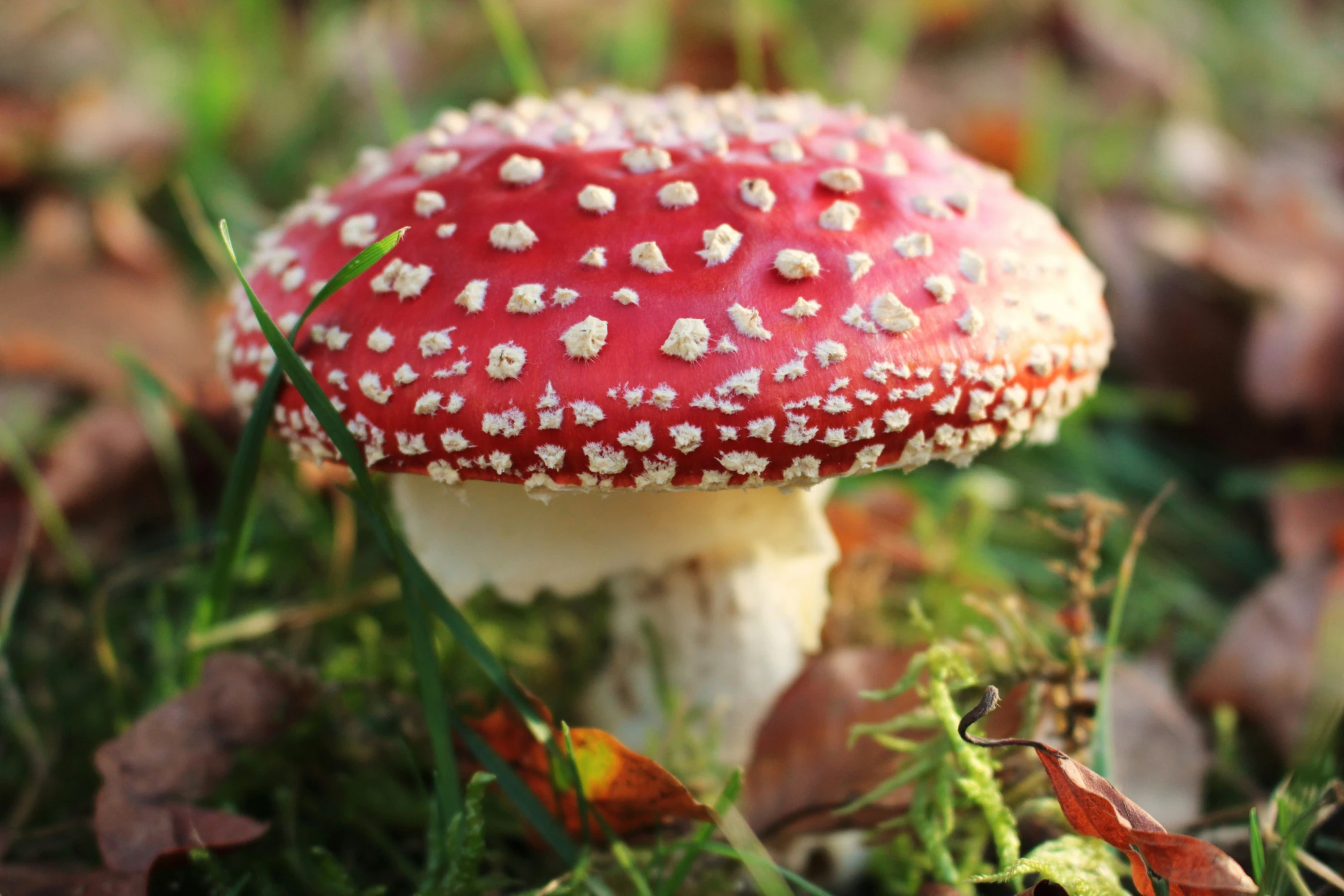 a bright red mushroom with white speckles sits in the grass