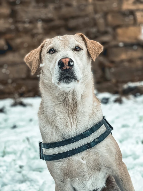 a white dog sitting in the snow looking upward