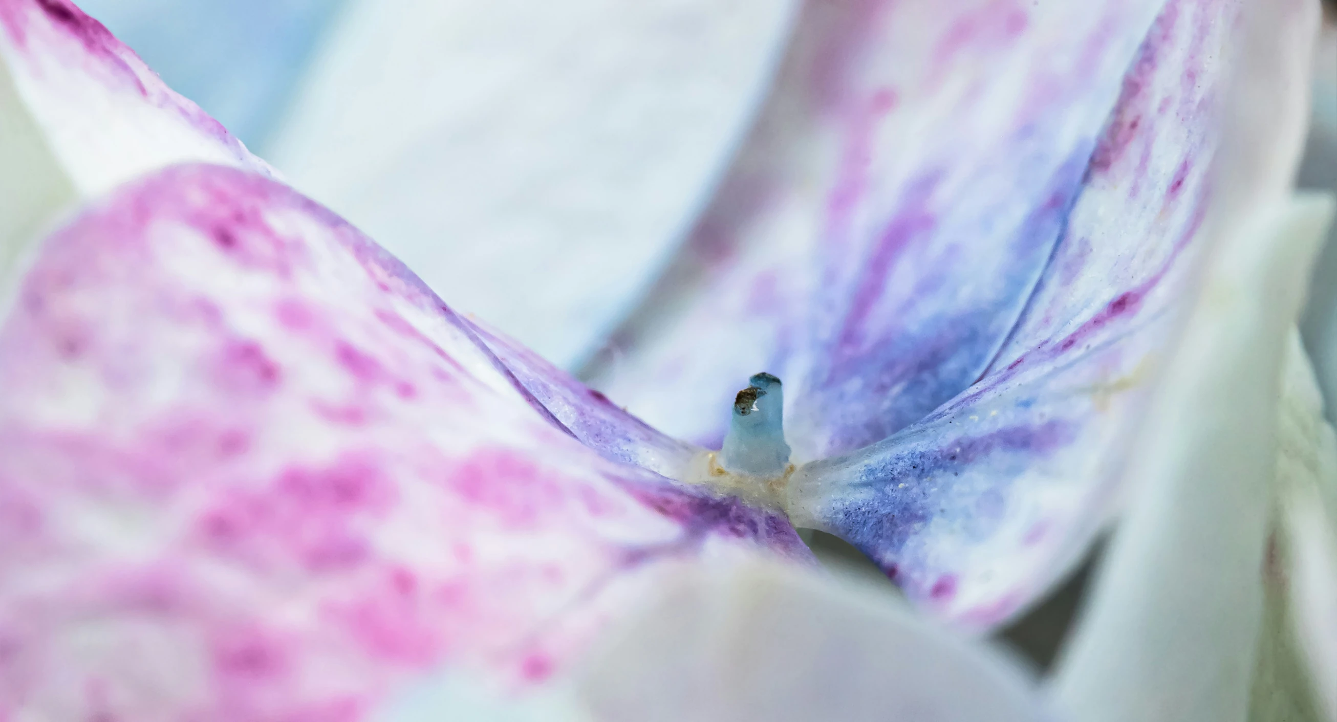 a pink and purple flower is in focus